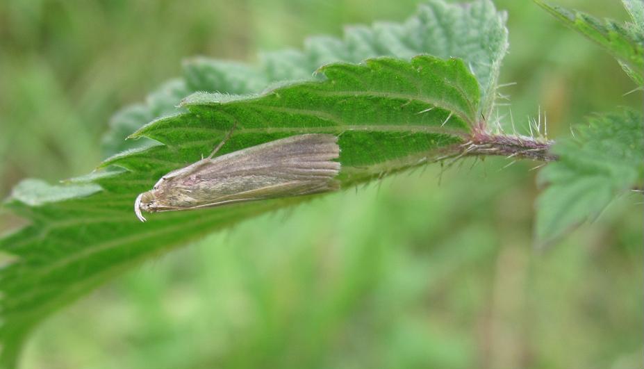 Pyralidae - Cfr. Oncocera semirubella